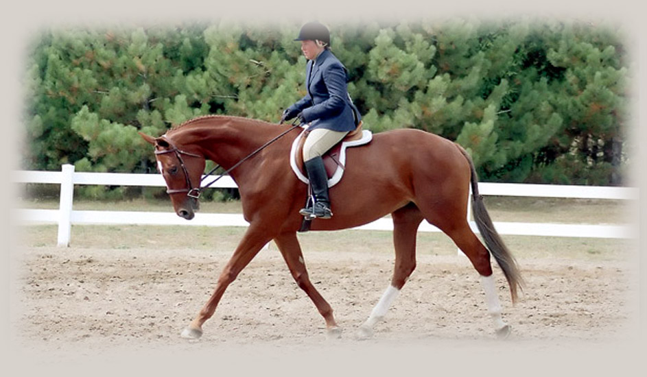 Gordonhurst Equestrian Centre Horseback Riding Lessons Hunter Jumper Amateur Junior Palgrave Toronto Ontario